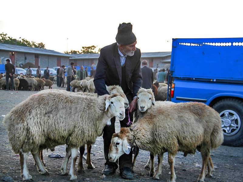 قیمت گوسفند برای عید قربان اعلام شد