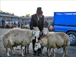 قیمت گوسفند برای عید قربان اعلام شد
