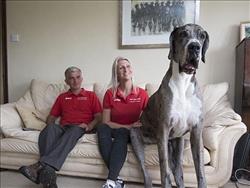میجر، بزرگ ترین سگ دنیا